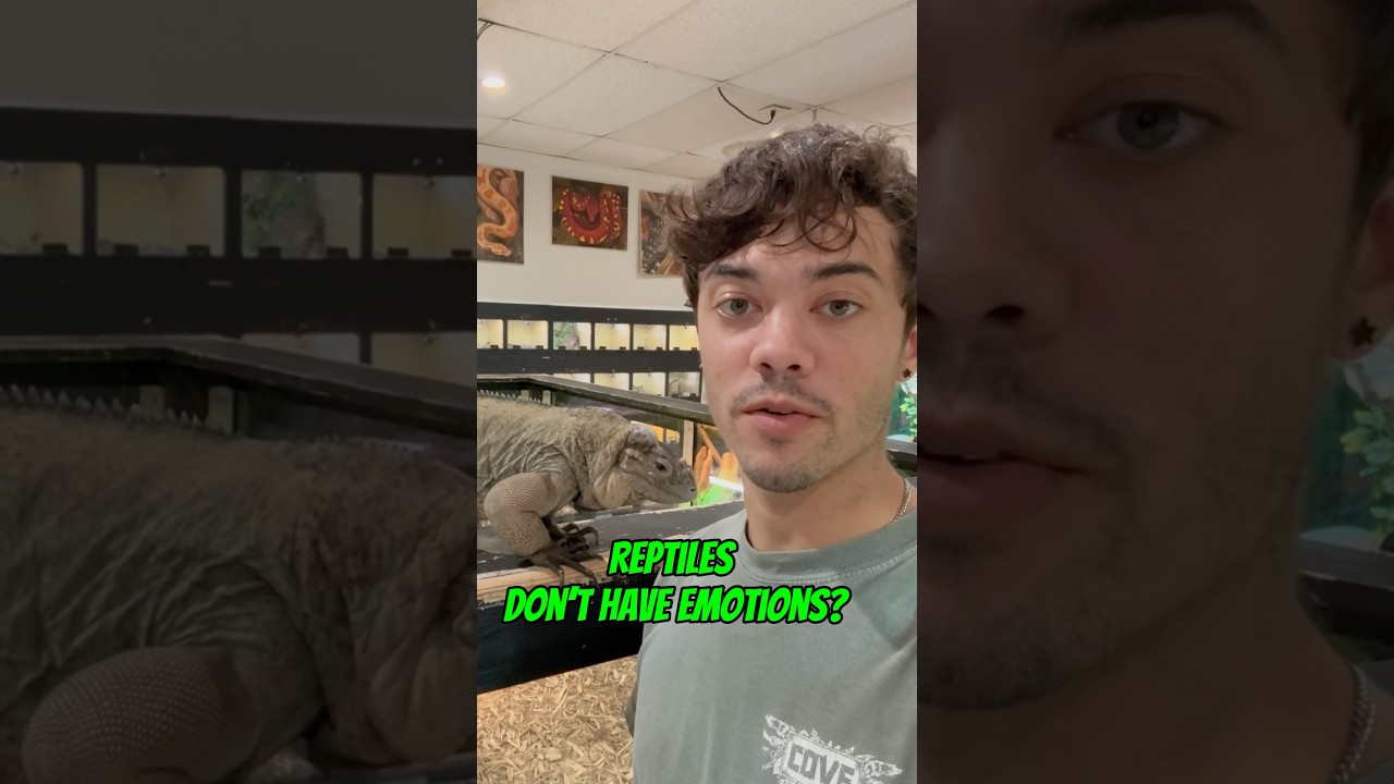 Undeniable PROOF that Reptiles have emotions!! 🐊🫶