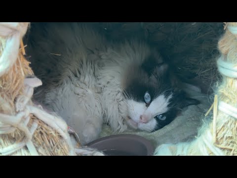 밤새 절뚝이고 식음 전폐하던 고양이, 병원 도착하니 멀쩡...