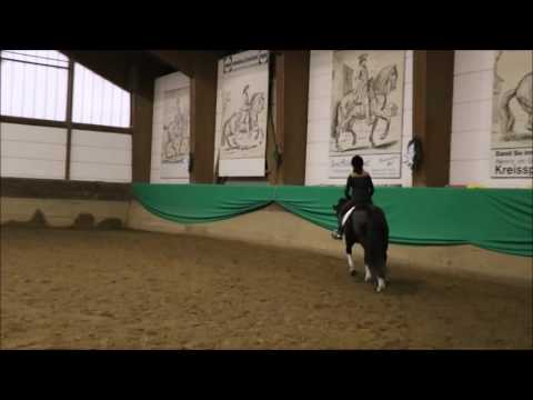 2016-12 Britney - 4-jährige Stute von Bretton Woods