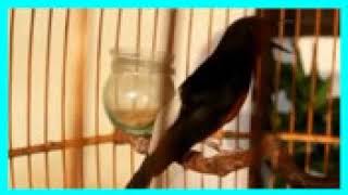 Download lagu MURAI KITARO !!! Masteran Burung Murai agar JUARA mp3