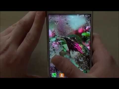 Hummingbirds Live Wallpaper Video