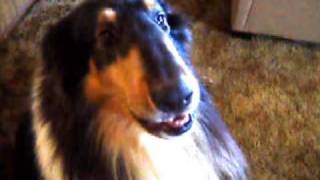 Rough Collie Speaks Knows Left From Right