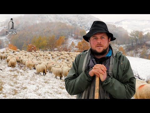 CIOBĂNAȘU' BOGDAN SINGUR LA DRUM CU PESTE 700 DE OI | CĂUTAREA HRANEI PE TIMP DE IARNĂ - DOCUMENTAR