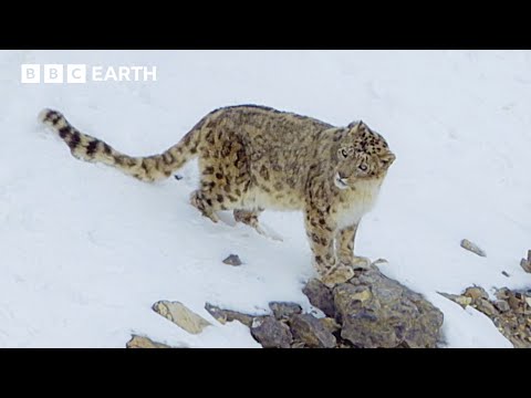 Snow Leopards: One Of The Most Mysterious Cats | Asia Fun Facts | BBC Earth Kids