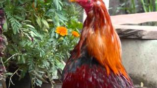 El Gallo Colorado.JPG