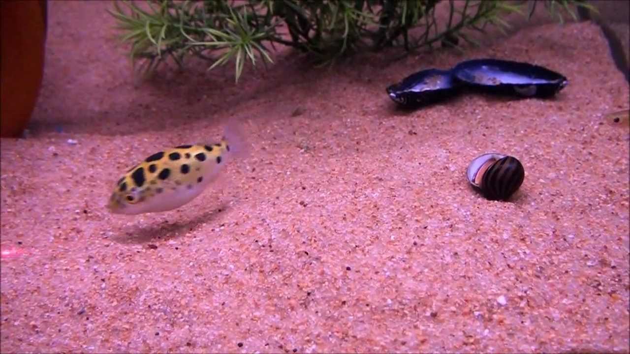 Watching A Fish Chase A Laser Is Cuter Than Any Cat Video