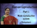 Human Reproduction Part1 Malayalam Male Reproductive Health
