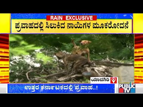 Dogs Stranded In Floods At Hurasagundagi Village In Yadagiri