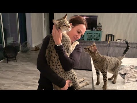Giving Big Cat Kumba And Zara Lovins After Coming Home From Work! #cute #cat #video