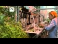 What Plants Talk About Nature PBS 3 April 2013 Online Video Clip PBS Com Accessed 8 5 2013
