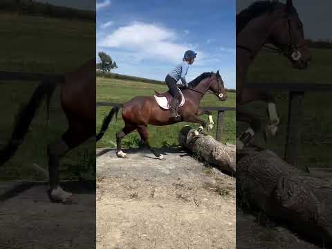 🐴Well used 16hh allrounder 🐴 - Image 2