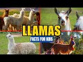 All About Llamas Facts For Kids