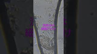 洗面台は細菌だらけ!!!!The sink is full of bacteria!! #shorts #microscope #微生物