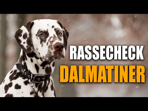 Dalmatiner Rassecheck  - Rasseportrait, Rassebeschreibung, Informationen zur Rasse Dalmatiner
