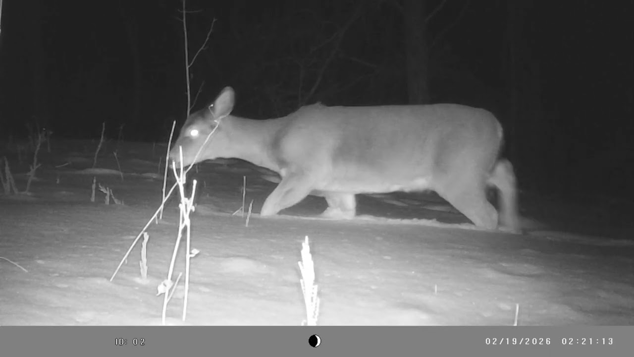 Deer Moving Through the Snow