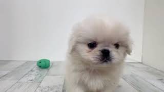 ペキニーズの動画01