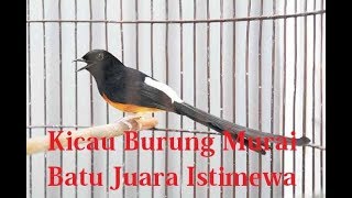 Download lagu Kicau Burung Murai Batu Juara mp3 Download lagu Kicau Burung Murai Batu Juara mp3
