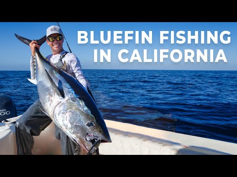 CALIFORNIA BLUEFIN FISHING WITH TYLER KAPELA ON SPINNING GEAR!