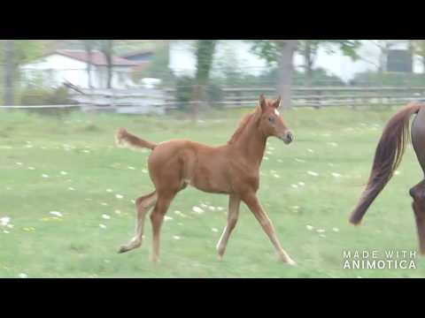 Stutfohlen v. Maracaná - De Niro - Argentinus - Lauries Crusador xx *03/2020