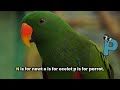 ABC Animal Song Alphabets Kids Song Learn Alphabets English And Animals For Kids Fun