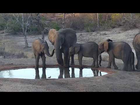 Djuma: Small Elephant herd getting a drink - 17:33 - 11/05/19