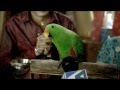 Birla White Wall Care Putty Parrot TVC