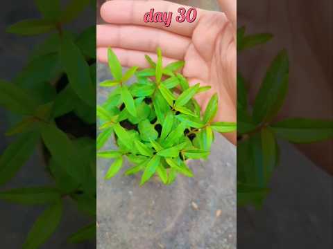 seed se pomegranate(anar) ka plant kaise grow kre #shorts #seed #viral #germinatingseeds #timelapse