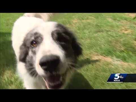 Pandemic pets being returned to shelters ‘at alarming rates’, Oklahoma animal rescue owner says