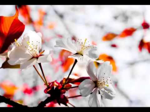 Beba Selimović - Moj beharu