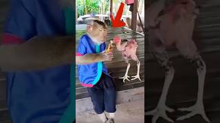 Download lagu NGAKAK!!! Monyet vs Ayam Siapa yang Menang. #monyet #monkey #ayam mp3