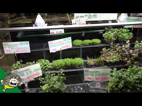 download lagu mp3 mp4 Japanese Fish Store, download lagu Japanese Fish Store gratis, unduh video klip Japanese Fish Store