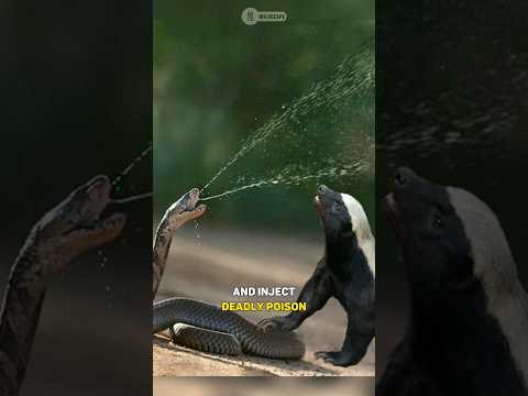 Honey Badger vs Snake | Deadly Duel #shorts #animals #facts