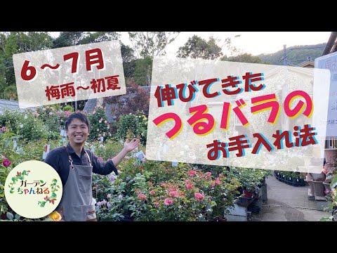 バラを挿し木で増やす方法