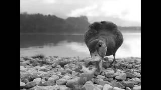 rednox - cognitive dissonance