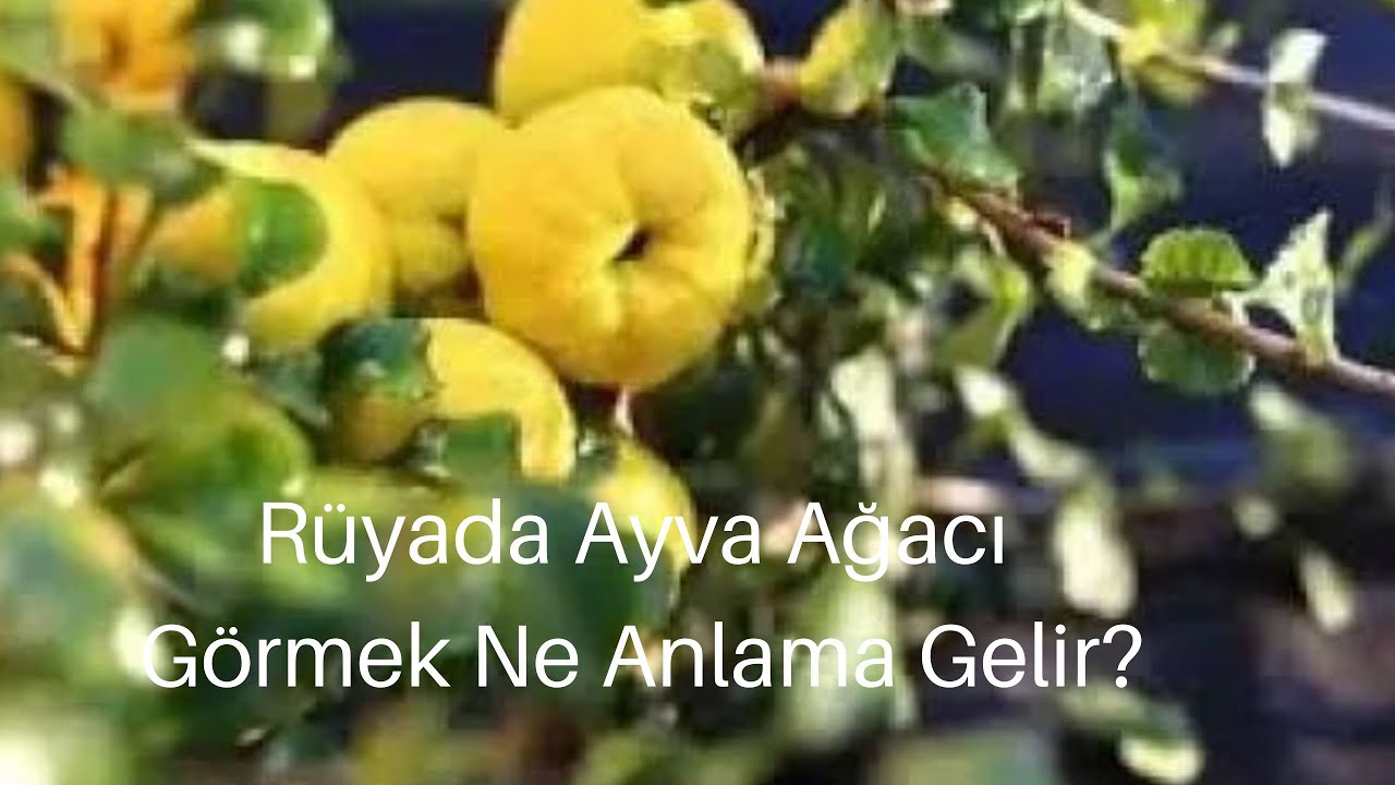 Rüyada Ayva Ağacı Görmek Ne Anlama Gelir, Ayva Ağacı Görmek