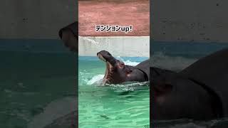 お水でまんぷく！#東武動物公園 #癒し #動物 #カバ#動物園