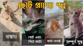 একটি ছোট্ট বিড়াল ছানার বাঁচার গল্প || The Rescue and Recovery of a Street Kitten