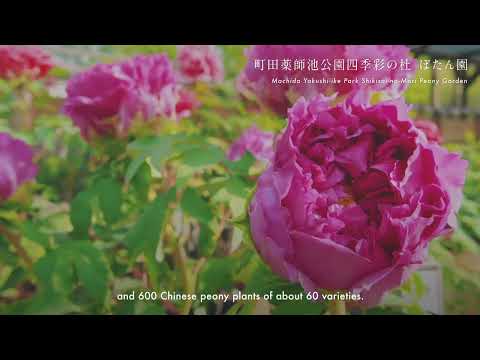 豪華絢爛 花の王様の競演 ～町田薬師池公園四季彩の杜 プロモーションムービー～