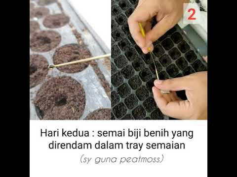 cara semai biji benih vinca
