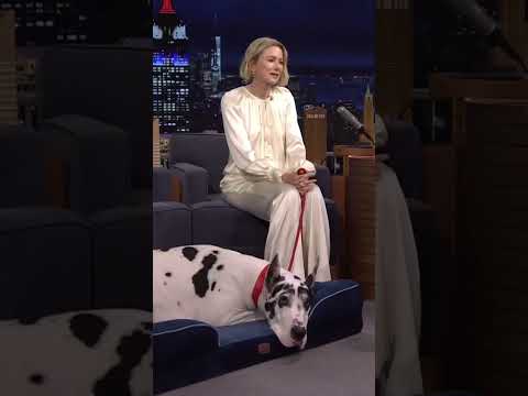 Funny and cute dogs compilation#funnydogs#cute#doglover#doglife#cure#dogshorts#pet#doglife