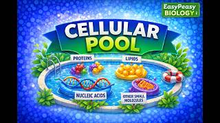 The Hidden Organization Inside Every Cell You Own
