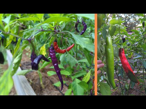See my 17 pepper varieties at their peak! | Pepper Tour 2022