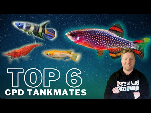 Top 6 Tankmates for Celestial Pearl Danios / Galaxy Rasboras
