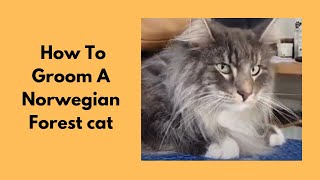 Norwegian Forest Cat Being Groomed