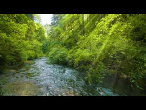 10 HOURS Morning Bird Songs and River Sounds for the Best Start of the Day   Morning River 4K UHD