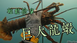 【海野人 Spearfishing 】野生巨大龍蝦 台灣少見龍蝦尺寸 #自由潛水 #漁獵 #打魚 #夢幻魚 #石斑  #澎湖 #潛打 #趕海 #紅條 #鸚哥魚 #紅條 #土魠魚 #石鯛 #秋姑 #龍蝦