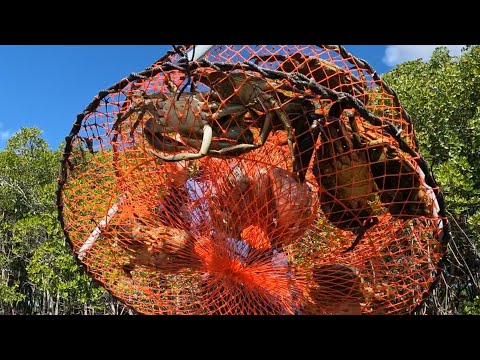 BIG MUD CRABS - Pots full of crabs | Catching SEAFOOD FEAST | Catch and Cook