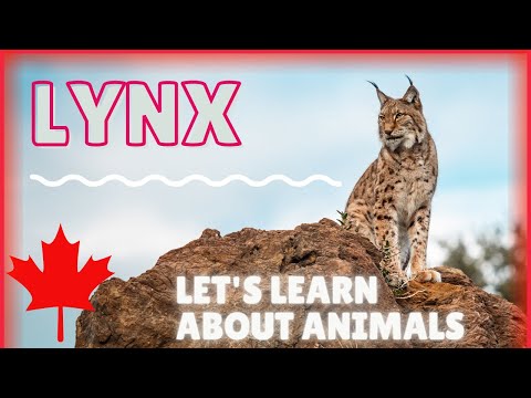 Lynx Facts | English Listening for Nature Lovers