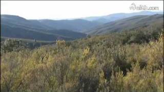 preview picture of video 'ZAMORA (Spain) - El lobo, un atractivo turístico en Zamora - 23/01/2012'