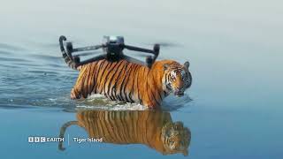 Tiger Island | New Series | BBC Player
